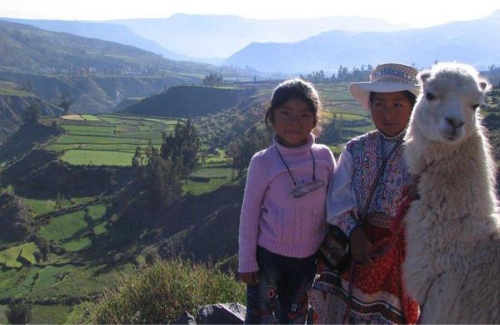 peru alpaca